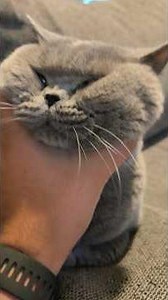 POV : tu caresses ton chat et il devient une peluche 😂