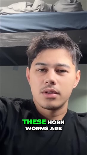 @fishtaletv_clips69420 on Instagram: "From grub to moth: Witness the incredible hornworm life cycle! A surprising pet? Maybe! Nature's tiny miracle. #Hornworm #LifeCycle #Moth #Nature #PetReels #Insect #Transformation"