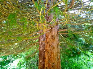 The General Sherman Tree, the world's largest living tree, Sequoia,...