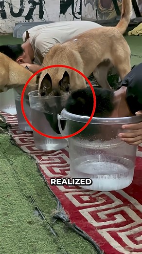 This Dog Realised His Owner Was Cheating! 😂. #DogDetective #CheatingRevealed #FurryWitness #OMG #usaviralreels #usaviral #usareels #viralreelsfb #trendingreels #shorts | Unique Shows