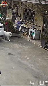 The gentle treatment of courier toward a dog that caused him to fall #fypシ゚viralシfypシ゚ #highlightseveryonefollowers2024 #adsonreels #fypviralシ #reelschallenge #animals #interestingfacts #millionviews Facebook | No internet