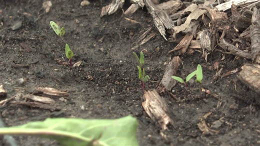 Good news for gardeners, the time to start planting fall crops has arrived