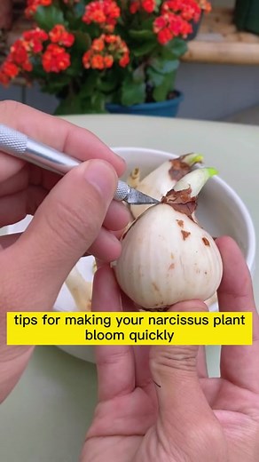 passiononplants on TikTok