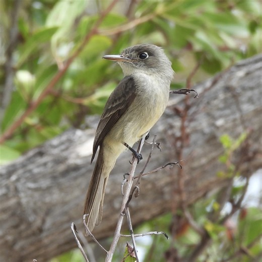 Rare Bird Alert: April 17, 2026 - American Birding Association
