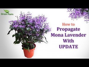 How to Propagate Purple Flower Plant "Mona Lavender" or "Plectranthus" WITH UPDATE //GREEN PLANTS