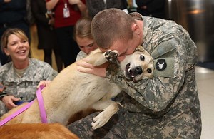 Dogs who fight for their country are often abandoned in war zones or euthanized. But bikers are rolling out to give them a new leash on life | Biker Dad