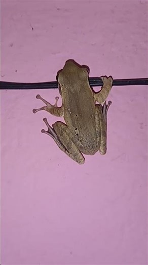 Golden tree frog. It looks very scary.?