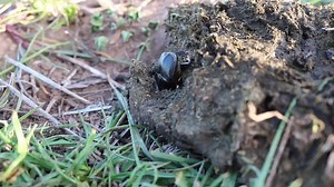 Poo-eating dung beetles worth a billion dollars a year to our economy, says researcher