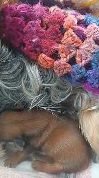 SHORKIE PUPPY PROGRESS