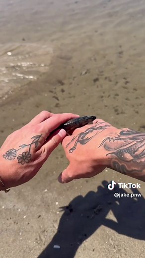 Shoreline Isopods: Beach Cleanup Crew and Swarm Behavior