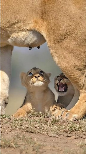 "Lion Mother's Tender Moment - Feeding Her Two Cubs Will Melt Your Heart! | Wild Time Clip"
