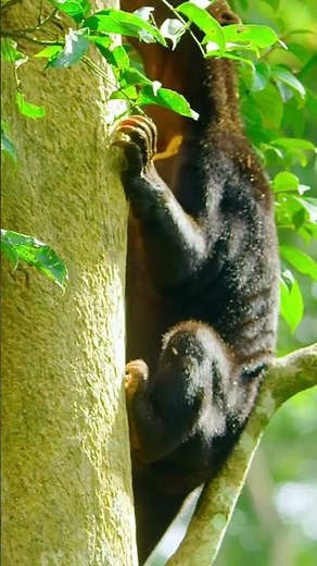 The Wonders of Wildlife: A Glimpse into Nature’s Best #animals #wildlife #8kwildlife #8knaturefilm