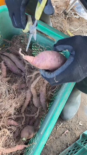 自然栽培そらの野菜 on Instagram: "サツマイモの出荷準備です🙆‍♂️ 地道な作業です🍠 #そらの野菜 #無農薬 #無肥料 #サツマイモ #紅はるか"