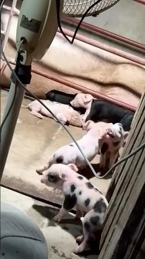 baby pigs playing [doom music] #doomslayer #babypigs #duel