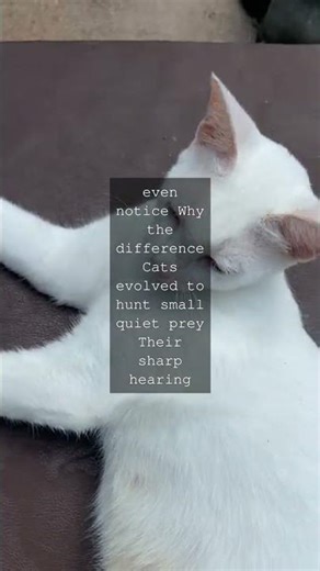 The Amazing Hearing of Cats vs Humans Did you know cats can hear sounds humans cant...