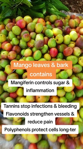 Mango Leaves and Bark: Natural Remedies for Health