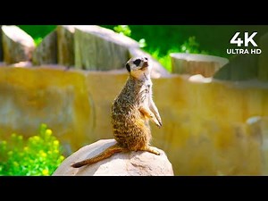 Meerkat Manor: Life in the Kalahari Desert