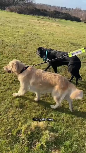 13K views · 520 reactions | A day in the life of a working guide dog? #dog #GuideDog #blind #learnOnFacebook | Lucy Edwards | Facebook