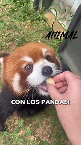 Los pandas rojos | CurioZoo