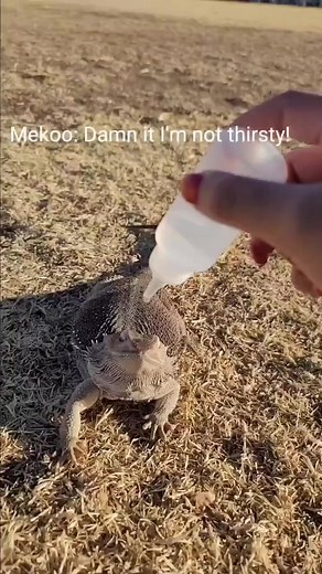 304K views · 2.8K reactions | Bearded Dragon Life on Reels | Facebook