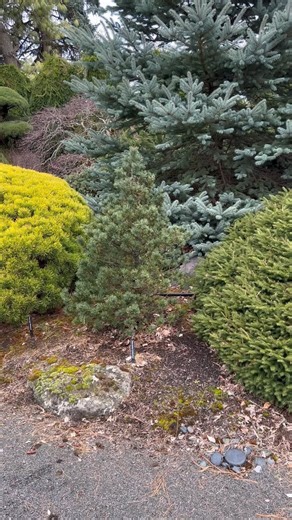 Kigi Nursery | Pinus strobus ‘Cortland Rose’ Dwarf Eastern White Pine @iselinursery | Instagram