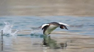 4k Video of Great Crested Grebe So Cute When It’s Running Effortlessly on Water