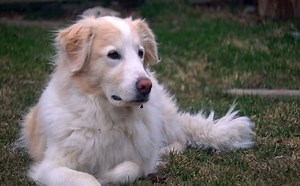 All About Collie Pyrenees – Photos, Behavior, Trainability, Puppy, Price, Health, Facts