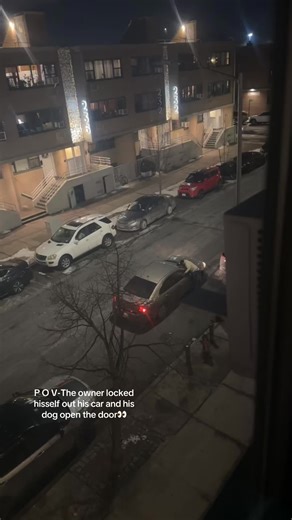 To all my dog lover🗣️👀🫶🏾#foryoupage #fyppppppppppppppppppppppp #fypシ゚viral #dog#door