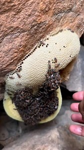 The Art of Bee Lining: How Experts Track Beehives bees #beehives #beehive #beehivetrail #beehivestate # #beehivelife | Beehive USA