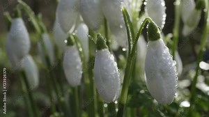 Dew covered snowdrops (Galanthus). Close-up of snowdrop flowers moving a little in the breeze. Shot in Canon Hill Park, Birmingham.