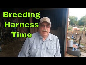 Sheep Breeding and Using a Breeding Harness