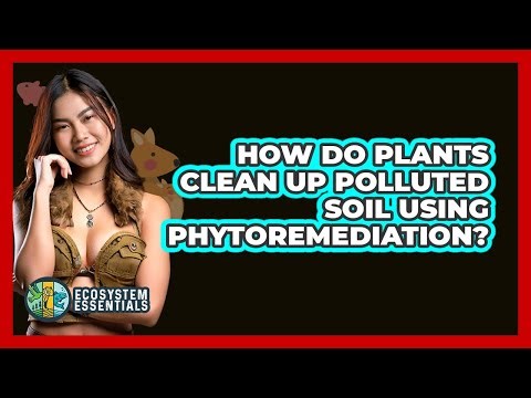 How Do Plants Clean Up Polluted Soil Using Phytoremediation? - Ecosystem Essentials
