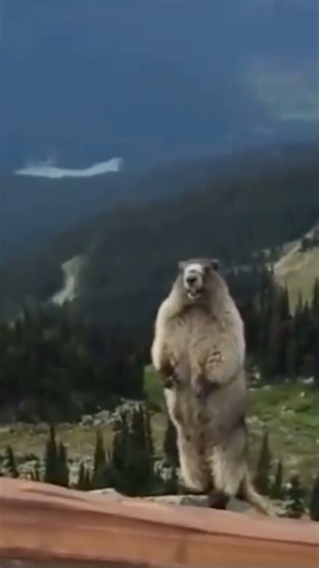 meme #music #ショート動画 #ショート #面白い ＃meme＃ミーム