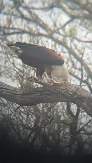 2K views · 28 reactions | The majestic African Fish Eagle is a consumate hunter that doesn't only eat fish - but also rodents, small mammals and even other birds. This fascinating sighting was recorded by our guide, Hope, recorded the moment to share with you, during a recent #panafricansafari in #krugerpark. You can book your exciting family-friendly safaris with us at www.panafricansafari.com #marlothpark - it's wild :-) | Pan African Lodge & Safaris | Facebook