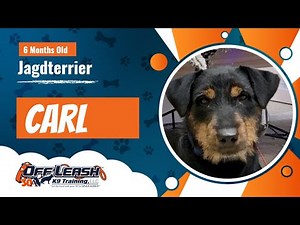 6 M/O Jagdterrier, Carl | Best Off Leash Terrier Dog Training | Off Leash K9