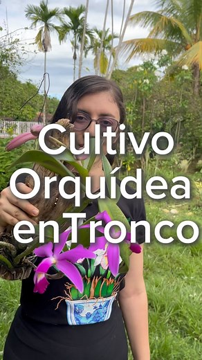 Cultivo de orquídea CATTLEYA violacea en tronco #cultivo #orquídea #cattleyaorchid | CorpOrquídea