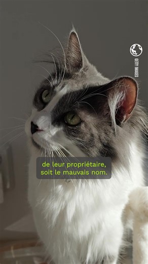 🐱 Mon chat me comprend-il quand je lui parle ? Eh oui, les chats nous comprennent vraiment quand on leur parle…�Et mieux encore : ils reconnaissent les langues étrangères ! 🌍 Si vous passez soudain du français à l’espagnol, votre chat le remarque et peut même être un peu déboussolé.�Il comprend que ce n’est pas la même langue ! 🐾 Gaëlle Le Calonnec, docteure vétérinaire, nous explique comment les chats perçoivent et distinguent les langues humaines. | GEO France