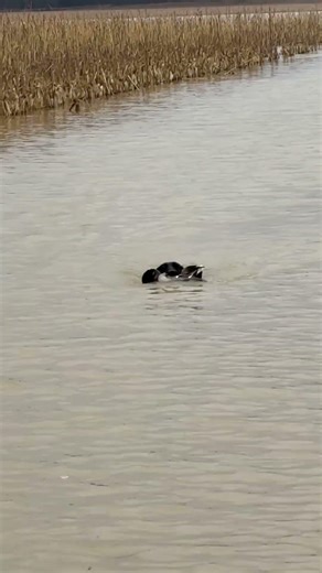 Lab retrieving green head #labrador #dog #duck ￼￼￼￼#hunting