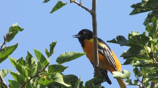 What Does a Baltimore Oriole Song Sound Like?