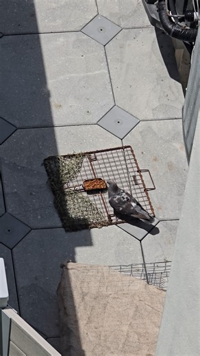 Removing pigeons from a beachside condo!