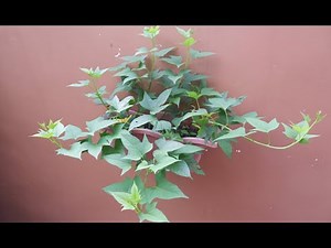 How to Grow Sweet Potato Vines from Cuttings at Home in a Pot