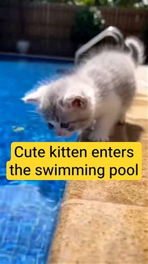Cute kitten enters the swimming pool #shorts #shortskittens #kittenlove
