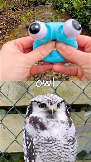 Animal Names for Kids to Learn at the Stream: Snake Owl Lion Rabbit Camel