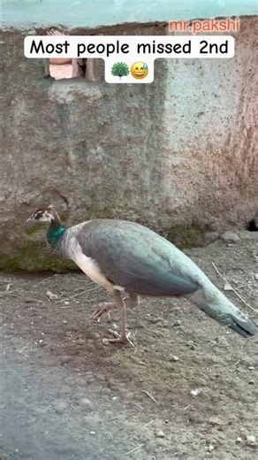 Most People Missed This 😅 #peacock #wildlife #shorts #ytshorts