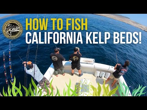 How to Fish California Kelp Beds