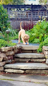 8.3K views · 108 reactions | Mika is one of my regulars that I petsit for and he loves playing fetch, but with his own rules. Mika returns the ball when he’s ready and insists on throwing it back. He’s a very good boy! #petsitting #labradoodle #SantaCruz #dogsofsantacruz #fetch | Native Santa Cruz | Facebook