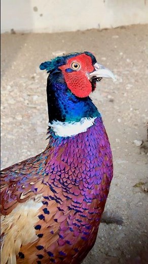 Beautiful Ring-Necked Pheasant Stunning Colors & Natural Call Amazing Bird#Video#animalshorts#