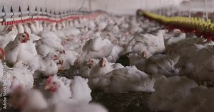 Intensive factory farming of chickens in broiler houses