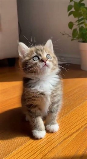 Kittens discover magic bubbles for the first time