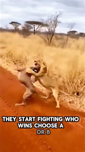 Dog vs Lion: Who Wins This Epic Fight?!